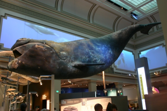 North Atlantic Right Whale model