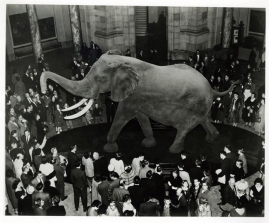 The unveiling of the Fénykövi Elephant on March 6, 1959. Image from Smithsonian Institution Archives